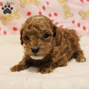 Snowflake Genetically CLEAR, Toy Poodle Puppy